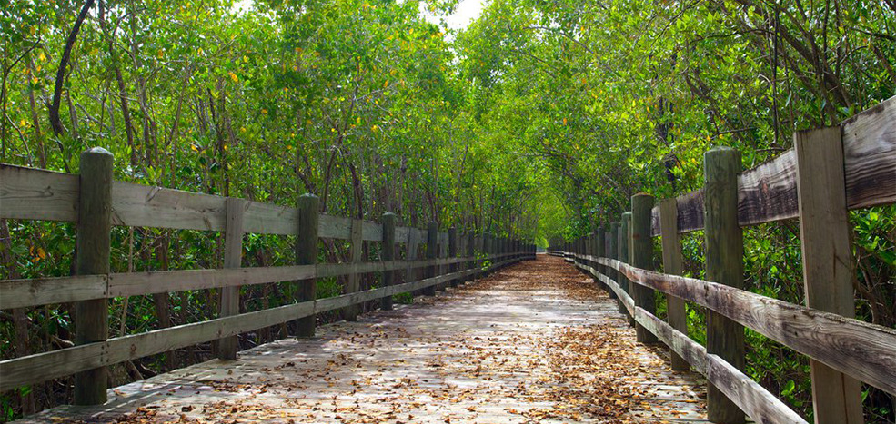 Coastal Forests