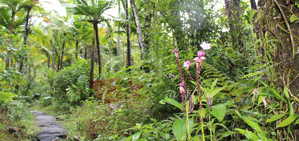 Caimitillo Trail