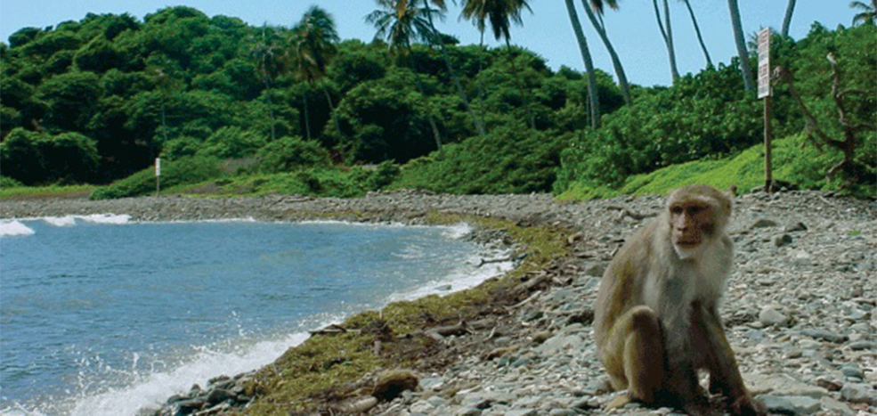 Cayo Santiago 