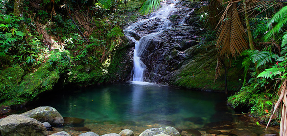 Toro Negro Forest