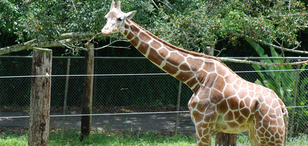 Puerto Rico Zoo 